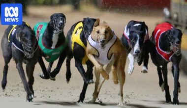 Tasmania government to end funding for greyhound racing