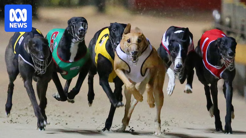 Tasmania government to end funding for greyhound racing