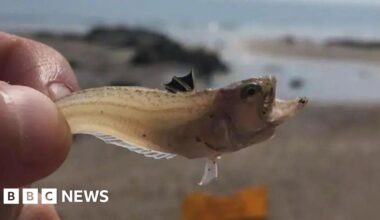 Weever fish warning issued for Northern Ireland beaches