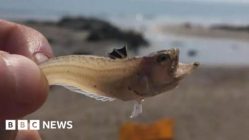 Weever fish warning issued for Northern Ireland beaches
