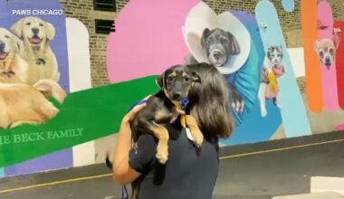 Laura Hurricane 2020: PAWS Chicago volunteers bring dozens of dogs, cats back from storm-damaged Louisiana