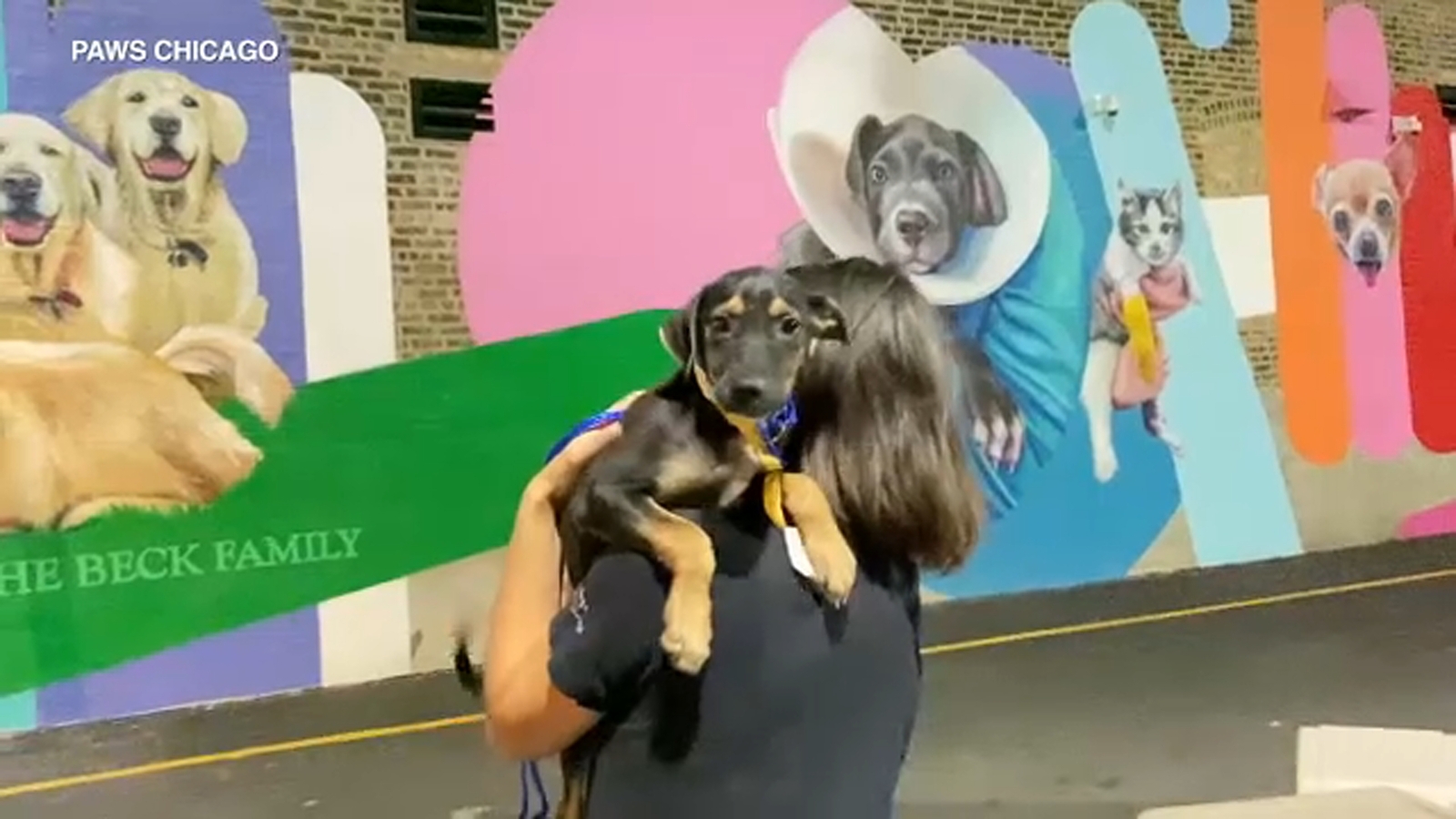 Laura Hurricane 2020: PAWS Chicago volunteers bring dozens of dogs, cats back from storm-damaged Louisiana