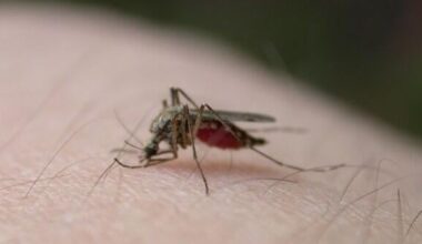 Health officials confirm first human case of West Nile virus in Dane Co. | News