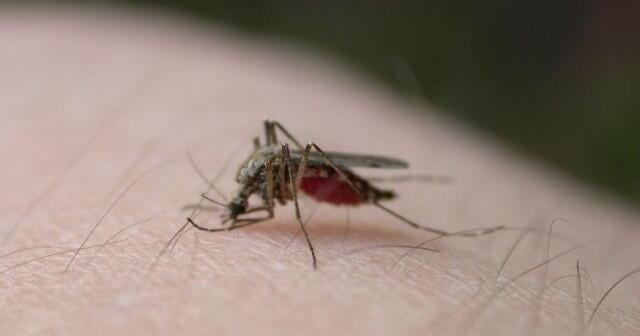 Health officials confirm first human case of West Nile virus in Dane Co. | News