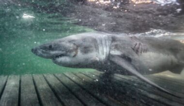 Largest ever great white shark recorded in the Atlantic