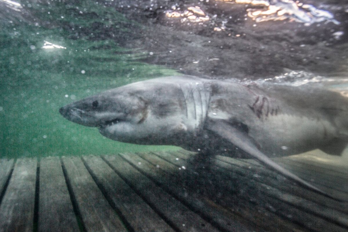 Largest ever great white shark recorded in the Atlantic