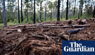 Queensland land-clearing figures show state remains ‘deforestation capital of Australia’, conservationists say | Queensland