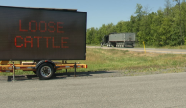 Lost La Fargeville cattle returned to their owner