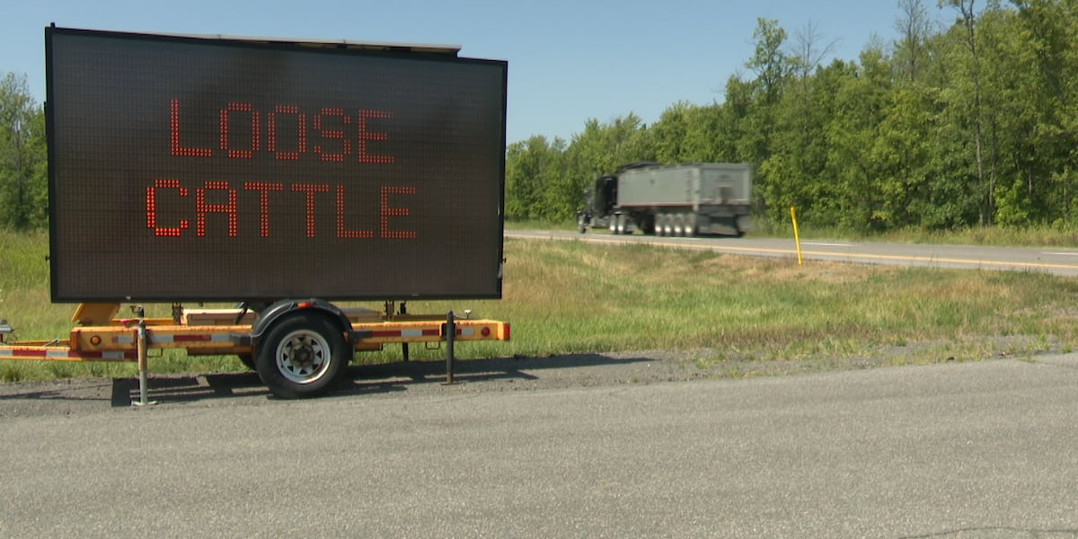 Lost La Fargeville cattle returned to their owner