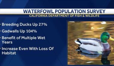 California's duck population continues rebound from drought impacts