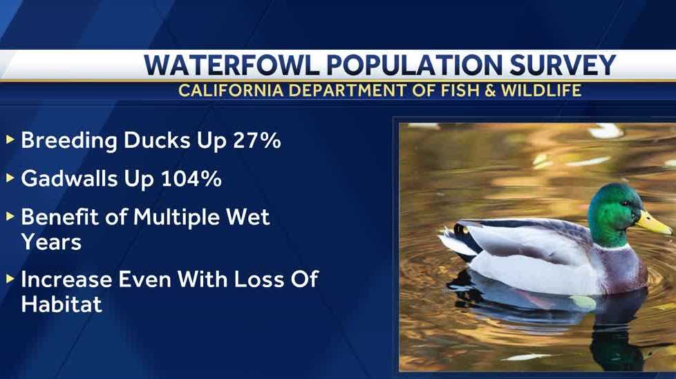 California's duck population continues rebound from drought impacts