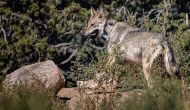 State game commissioner removed after role in wolf media campaign discovered | Local News