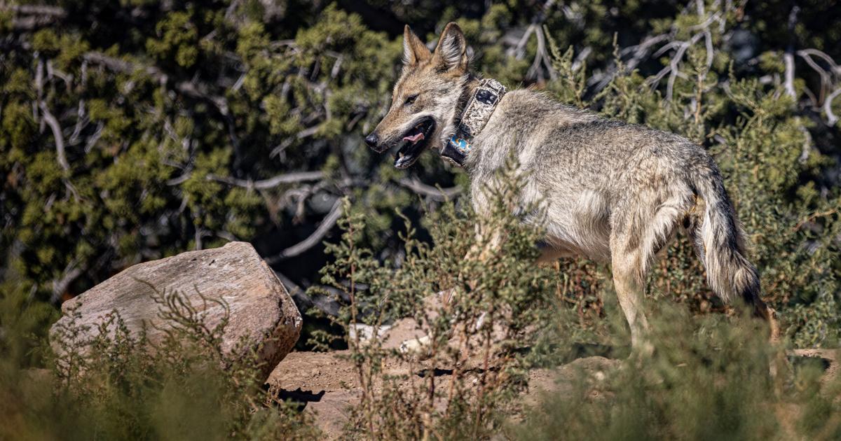 State game commissioner removed after role in wolf media campaign discovered | Local News