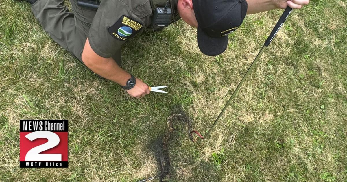 Native New York Rattler Rescued in Nearby County | Local