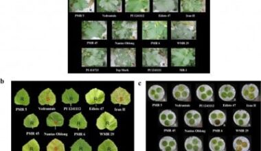 A tiny region, big impact: melon’s defense against powdery mildew decoded