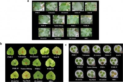 A tiny region, big impact: melon’s defense against powdery mildew decoded
