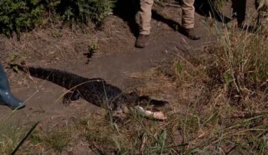 Alligators are nesting in Fort Worth — and researchers are racing to track them | News
