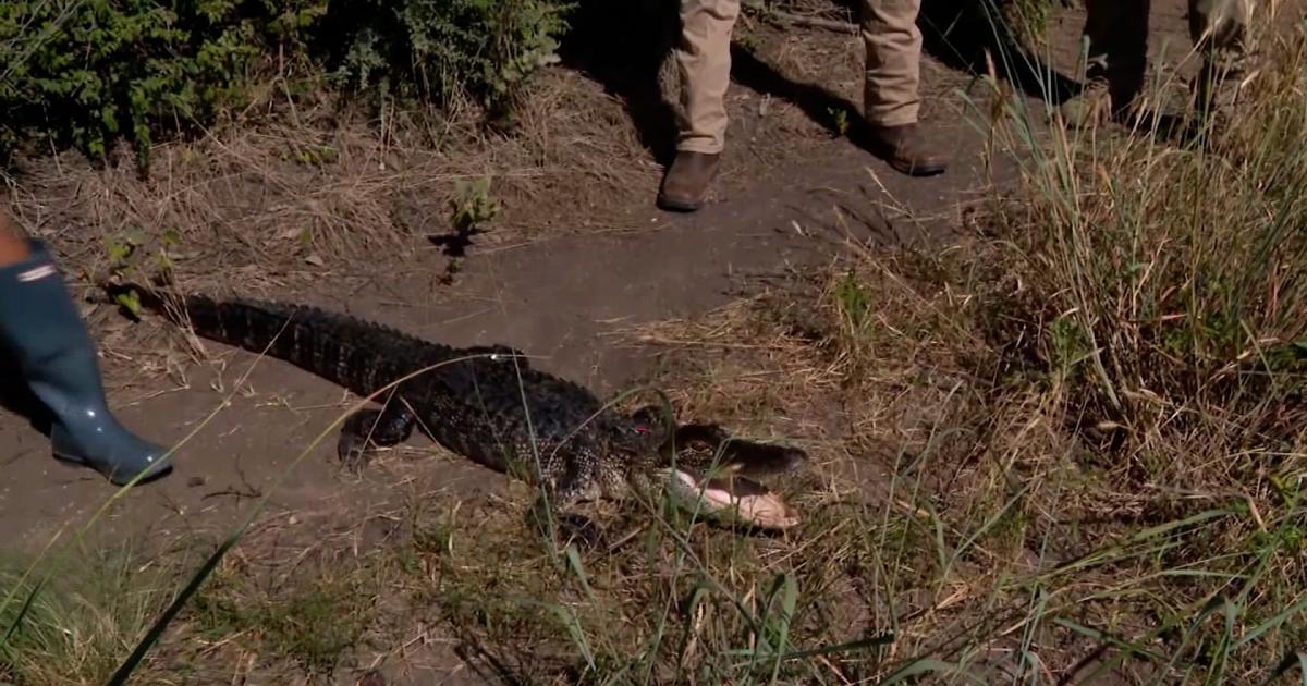 Alligators are nesting in Fort Worth — and researchers are racing to track them | News