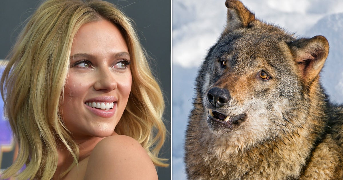 The USDA Is Using Scarlett Johansson And Adam Driver To Scare Off Wolves
