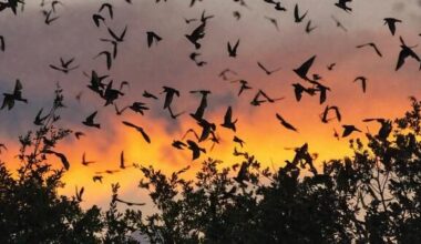 Houston Audubon hosts Purple Martin Watch Parties in Stafford | Community