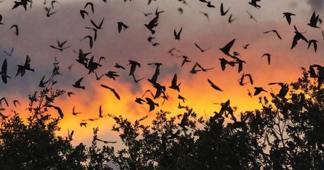 Houston Audubon hosts Purple Martin Watch Parties in Stafford | Community