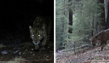 Multiple jaguar sightings in Southern Arizona | Arizona News