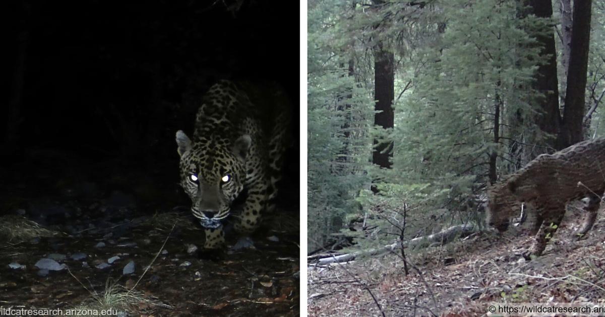 Multiple jaguar sightings in Southern Arizona | Arizona News