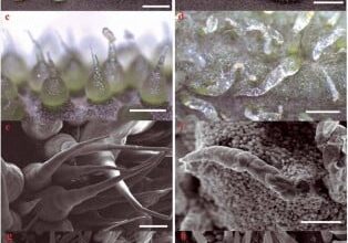 From tough to tender: scientists reveal the genetic key to cucumber texture