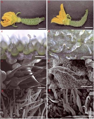 From tough to tender: scientists reveal the genetic key to cucumber texture