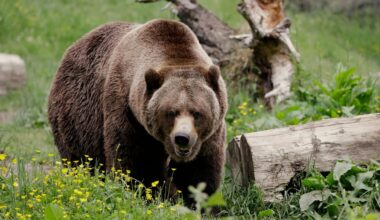 Holding Cash in Case a Bear Market Hits? When and How to Buy the Dip.