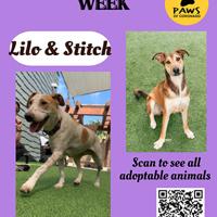 PAWS Pets-Of-The-Week | Coronado City News