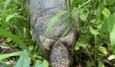 Armadillos thrive in Indiana: 700% rise in sightings since 2003 | News
