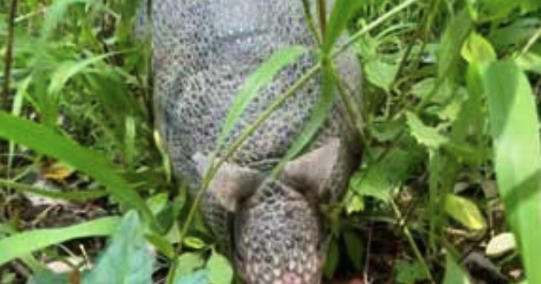 Armadillos thrive in Indiana: 700% rise in sightings since 2003 | News