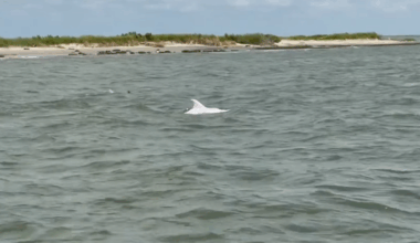 Rare white dolphin makes waves off Chincoteague | Latest News