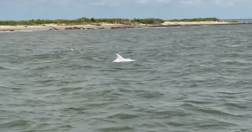 Rare white dolphin makes waves off Chincoteague | Latest News