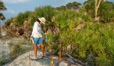 Mama Pritchard returns to nest on a Lowcountry beach