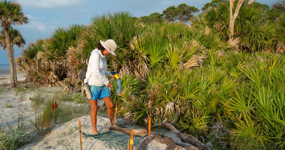 Mama Pritchard returns to nest on a Lowcountry beach