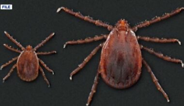 A new tick breed has crept into Tennessee | Local News