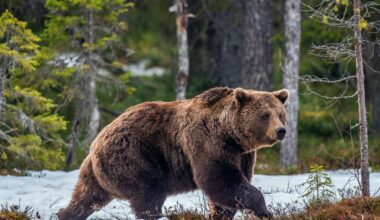 Grizzly Reintroduction in Cascades Stalls Under Trump | Columbia Basin