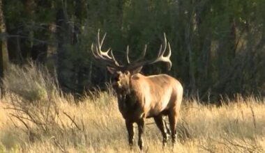 Early hunting season begins for elk and antelope in Montana | Bozeman News