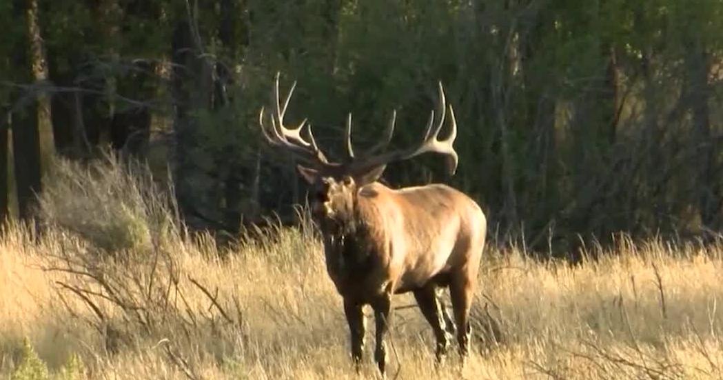 Early hunting season begins for elk and antelope in Montana | Bozeman News