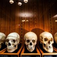 Unnamed skeletons? US museum at center of ethical debate | National