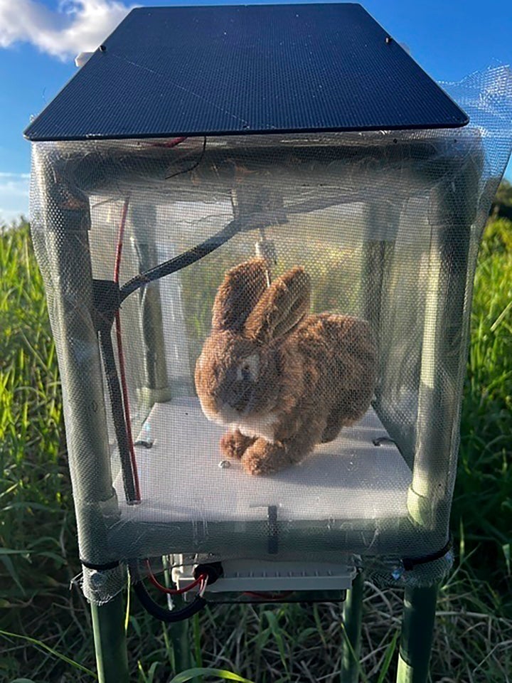 A robotic rabbit in the Florida Everglades.