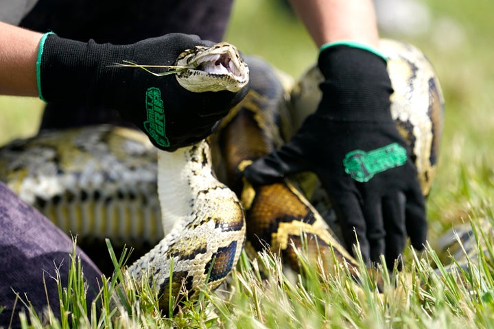 A Burmese python is held during a safe capture demonstration in Miami, Florida.