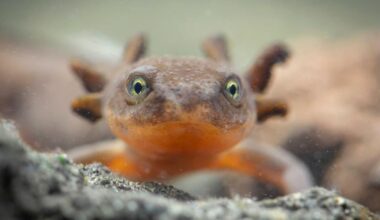 Crater Lake newts undergo emergency species-saving effort | Pets, Animals and Nature