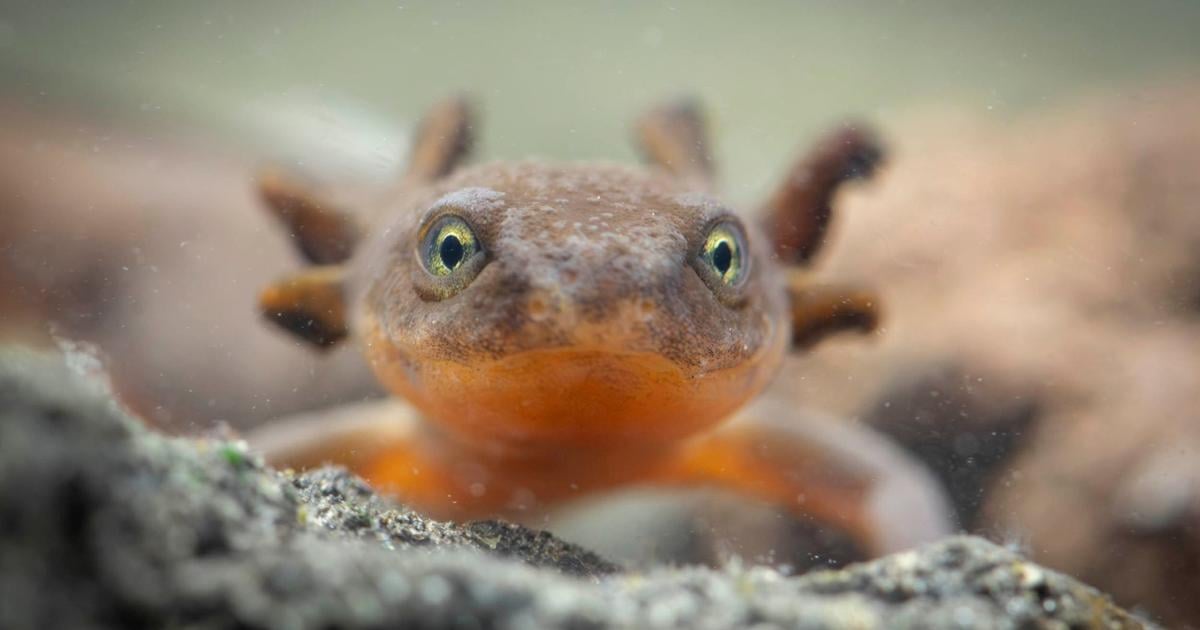 Crater Lake newts undergo emergency species-saving effort | Pets, Animals and Nature