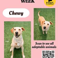 PAWS Pet-Of-The-Week | Coronado City News