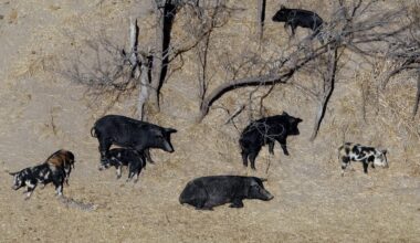 Wild pigs with ‘bright blue’ flesh are popping up in California. Here’s why