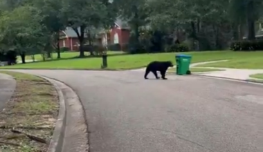 Alabama neighborhood’s garbage day brings black bears searching for ‘an easy meal’