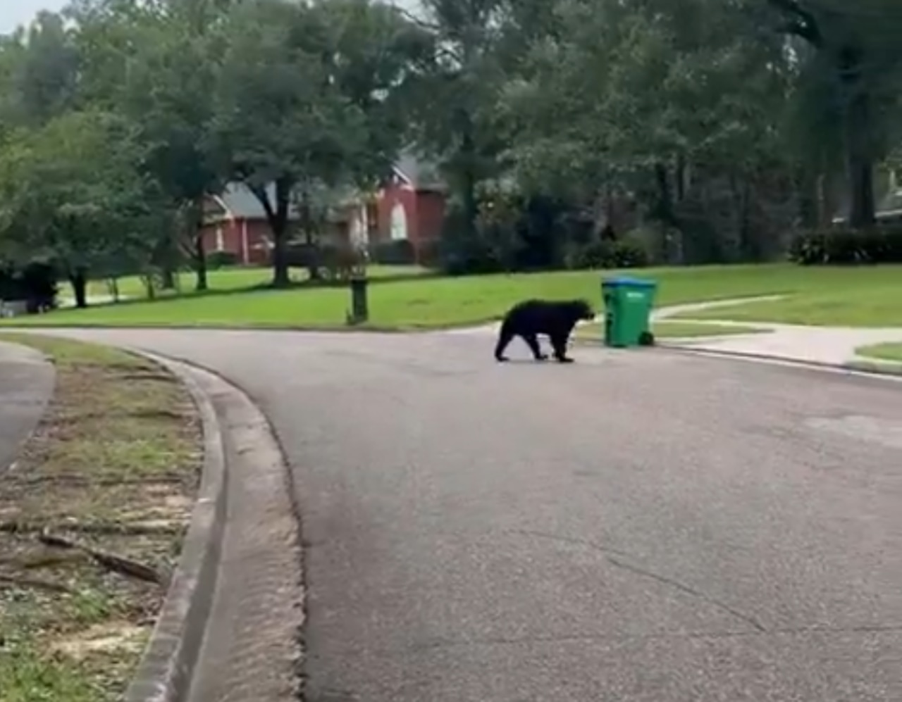 Alabama neighborhood’s garbage day brings black bears searching for ‘an easy meal’